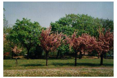 arbres en fleurs